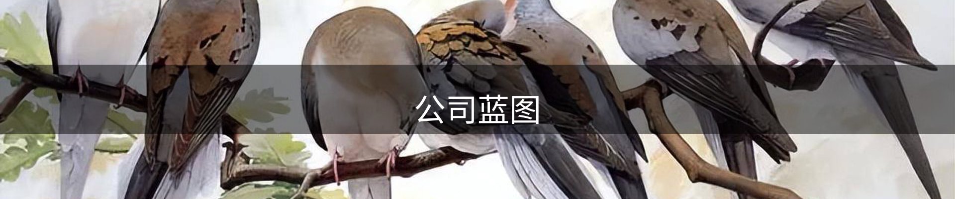 公司蓝图